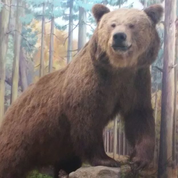 2017-11-08: Wycieczka do Muzeum Przyrodniczego w Ciężkowicach