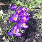 2018-04-09: Wiosna w ogrodzie
