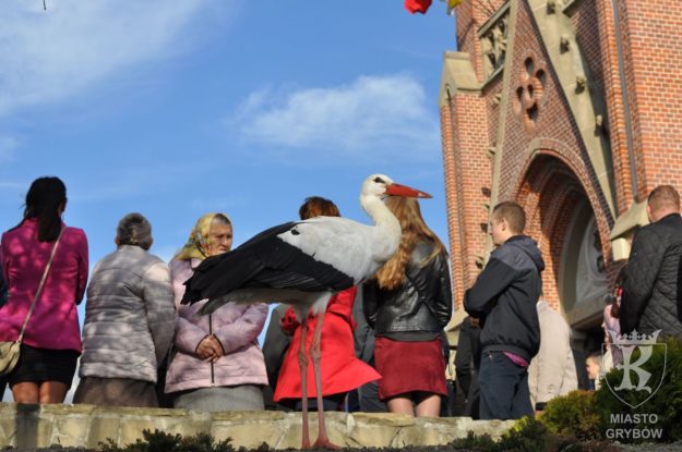 2018-11-11: Grybowska atrakcja - bocian biały