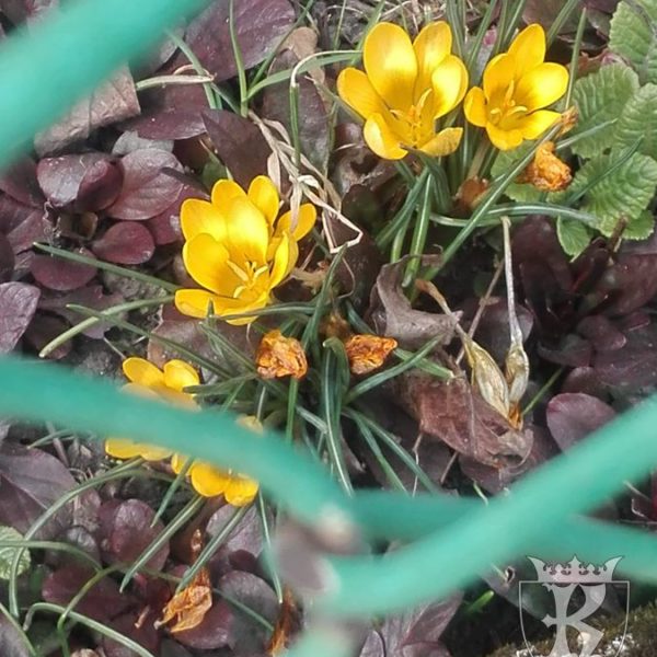 2019-03-21: Wiosenny korowód