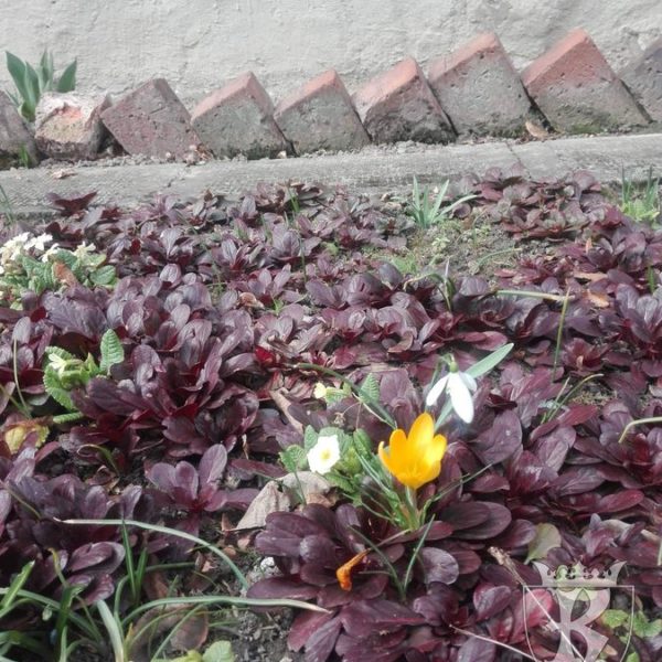 2019-03-21: Wiosenny korowód