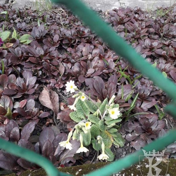 2019-03-21: Wiosenny korowód