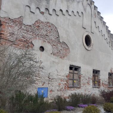 Pozostałości budynku - synagogi żydowskiej, w oknach położone żółte kwiaty