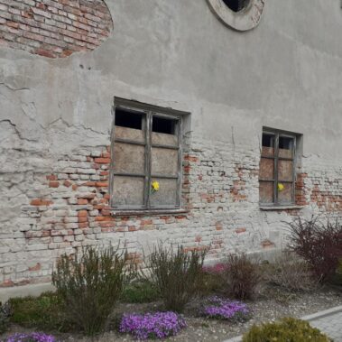 Pozostałości budynku - synagogi żydowskiej, w oknach położone żółte kwiaty