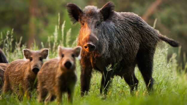 Pośród wysokiej trawy locha z młodymi dzikami