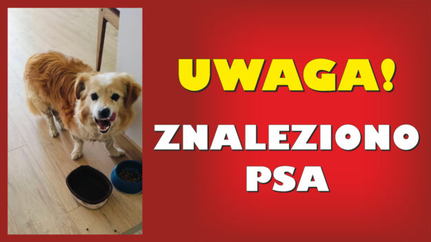 Grafika ze zdjęciem znalezionego psa