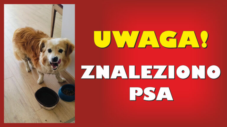 UWAGA! Znaleziono psa Grafika ze zdjęciem znalezionego psa